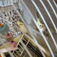 جفت عروس هلندی نر ماده نیمه دستی سخنگو