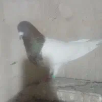سه تا کفتر فروشی