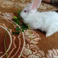 خرگوش نژاد جرسی سالم