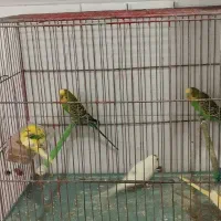 جفت مرغ عشق آماده مولد تضمینی رنگ های مختلف