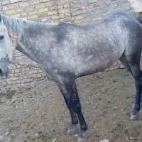 کره مادیون2ساله