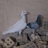 پرنده کبوتر صید