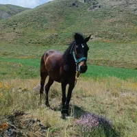 اسب|اسب و تجهیزات اسبسواری|خاروانا, |دیوار