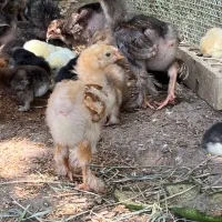 جوجه برهما اصیل