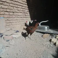 جوجه خروس لاری