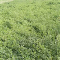 یونجه|لوازم جانبی حیوانات|باجگیران, |دیوار