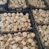 سیر|عمدهفروشی|کوار, |دیوار