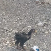 جوجه رسمی