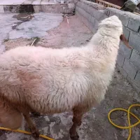 یه قوچ اصیل سنجابی