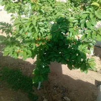 زمین شهرک علوی