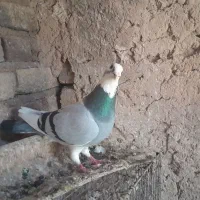 ابلغ کفتر
