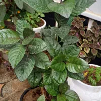 گل یاس کبود،حسن یوسف
