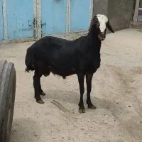 بره قوچ قزل لخت