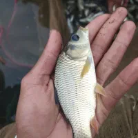 بچه ماهی قزل‌آلا،آموروکپور