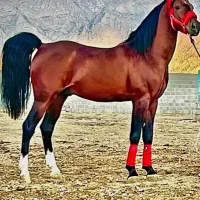 اسب شجره پرخون