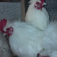مرغ و خروس ابریشمی