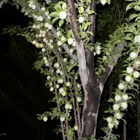 باغ-سیخ-کنار-جاده-اصلی-اب-فراوان-و-برق