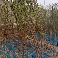 فروش نهال گلدانی فندق البالو گیلاس آلو گیلاس گردو