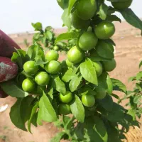 زمین کشاورزی 15هکتاری