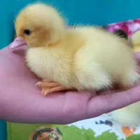 جوجه اردک اسراییلی