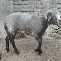 بره نر قربانی ماه محرم