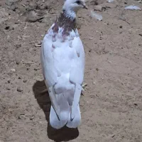 کبوتر