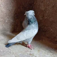 کفتر سینه سبز