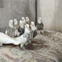 طوقی درجه یک