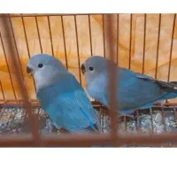 جوجه طوطی برزیلی