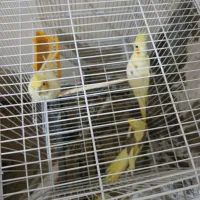 عروس هلندی فول دستی