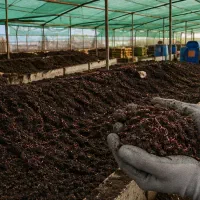 فروش کود ورمی کمپوست