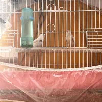 جفت فنچ ضمانتی