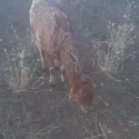 میش