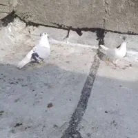 کبوتر کفتر رنگه چپ ساده افغانی