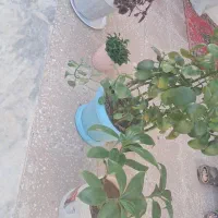 گل طبیعی|گل و گیاه طبیعی|دورود, |دیوار