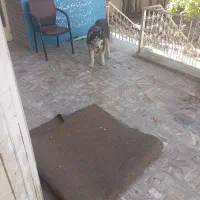 سیبرین هاسکی گشنیز کامل ماده دوساله.چشم تابه تا