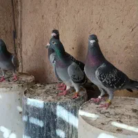 کفتر زاجر