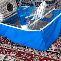 عروس هلندی ۱ ساله