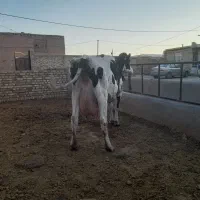 هلشتاین|حیوانات مزرعه|تاکستان, |دیوار