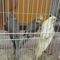 جفت عروس هلندی روی تخم