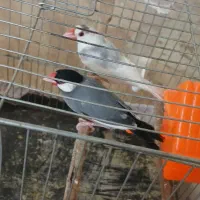 فنچ نرگسی
