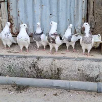 طوقی