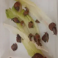 حلزون