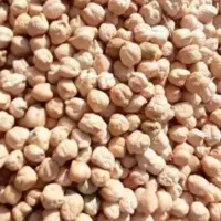نخود گریت  عمده و جزیی فروش