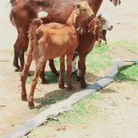 بز دوقلو زا مناسب