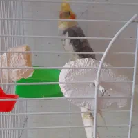 یک جفت عروس هلندی، نر سخنگو