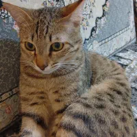 واگذاری گربه