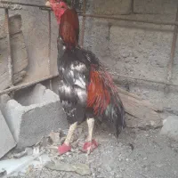 فروش خروس لاری رودان