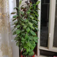 گل طبیعی