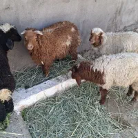 گوسفند